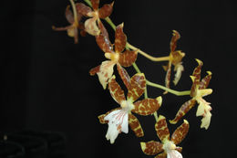 Image of Oncidium maculatum (Lindl.) Lindl.