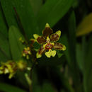 Слика од Oncidium planilabre Lindl.