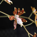 Image of Oncidium tigrinum Lex.