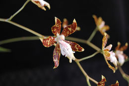 Слика од Oncidium tigrinum Lex.