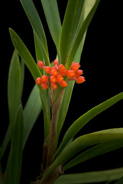 Image of Maxillaria fulgens (Rchb. fil.) L. O. Williams