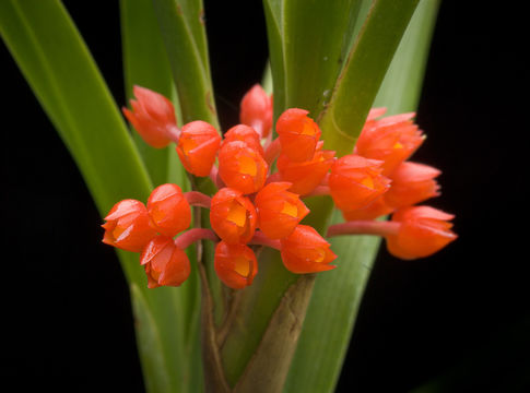 Imagem de Maxillaria fulgens (Rchb. fil.) L. O. Williams