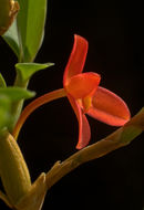 Image of Maxillaria sophronitis (Rchb. fil.) Garay