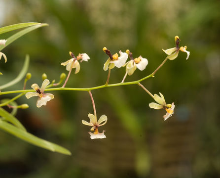 Image of Gomesa radicans (Rchb. fil.) M. W. Chase & N. H. Williams