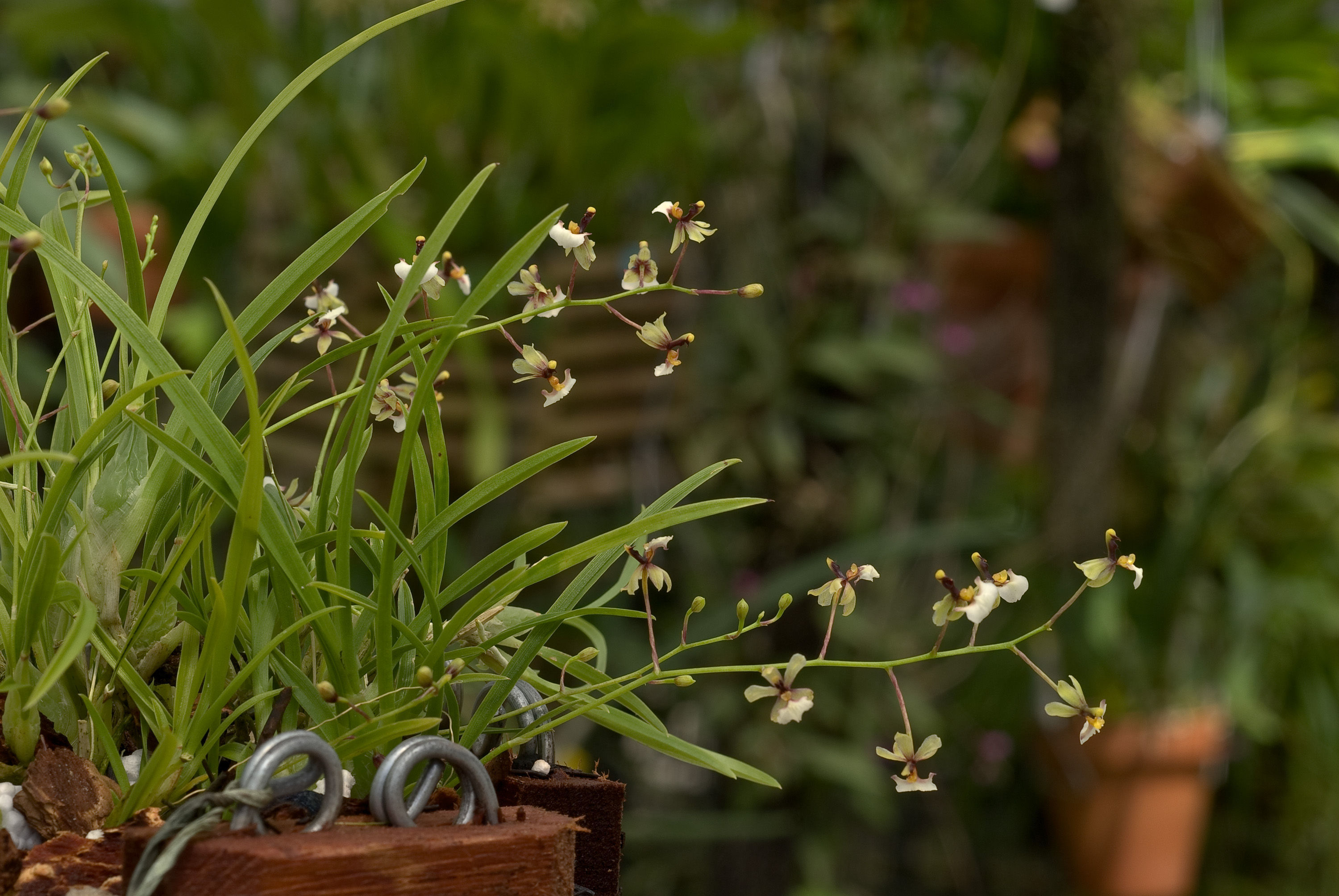 Image of Gomesa radicans (Rchb. fil.) M. W. Chase & N. H. Williams