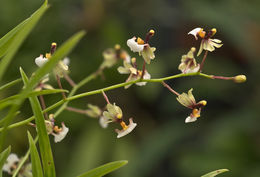 Image of Gomesa radicans (Rchb. fil.) M. W. Chase & N. H. Williams