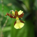 Otoglossum serpens (Lindl.) N. H. Williams & M. W. Chase的圖片