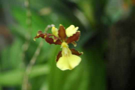 Image of Otoglossum serpens (Lindl.) N. H. Williams & M. W. Chase