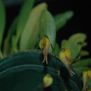 Image of Pabstiella tripterantha (Rchb. fil.) F. Barros