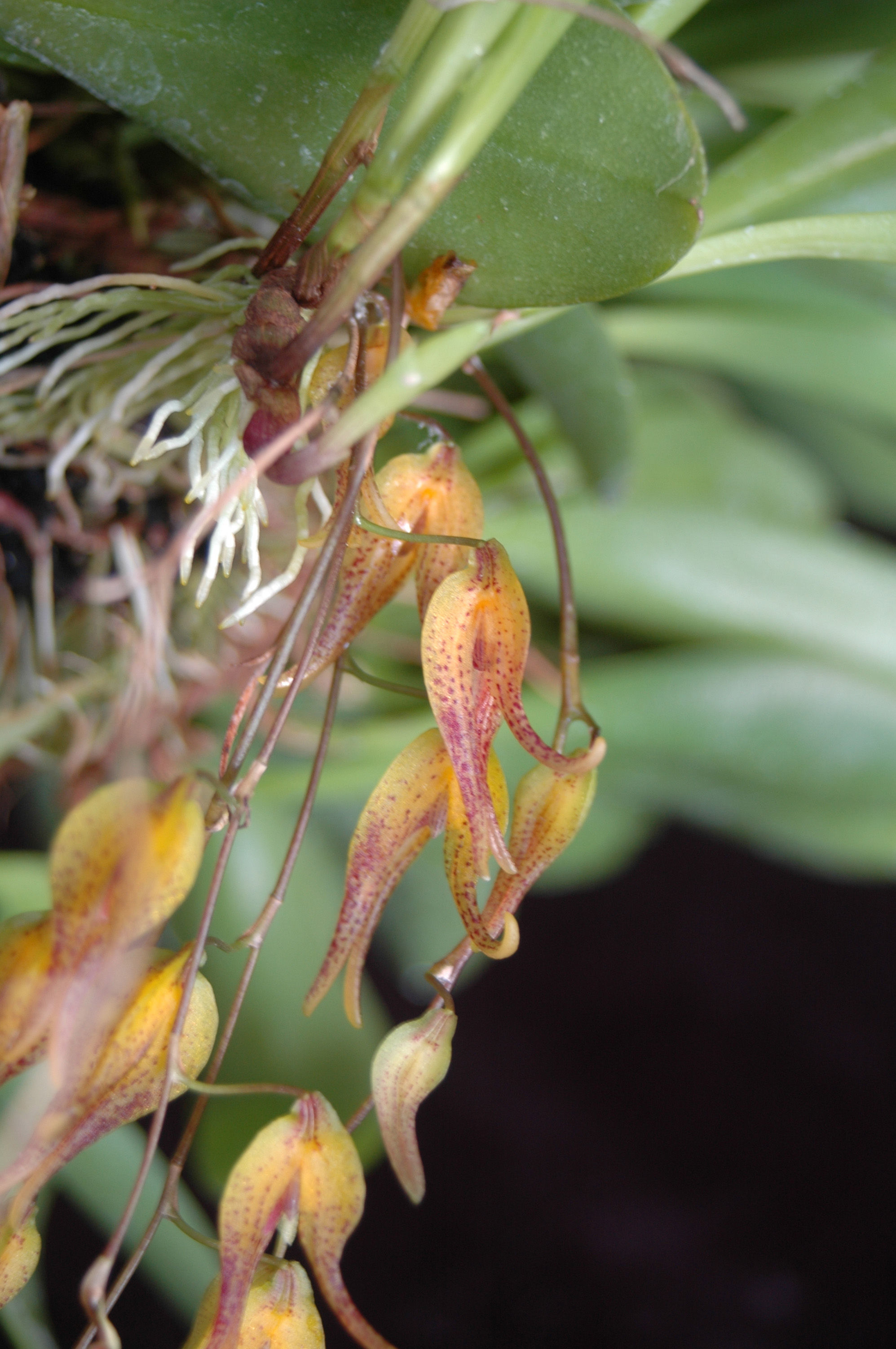 Plancia ëd Pabstiella tripterantha (Rchb. fil.) F. Barros