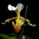 Sivun Paphiopedilum barbigerum Tang & F. T. Wang kuva