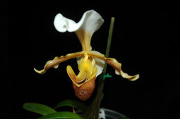 Слика од Paphiopedilum barbigerum Tang & F. T. Wang