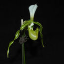 Image of Double flowered Paphiopedilum