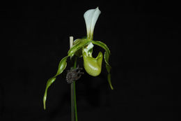 Слика од Paphiopedilum dianthum Tang & F. T. Wang