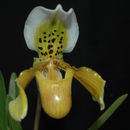 Image de Paphiopedilum exul (Ridl.) Rolfe