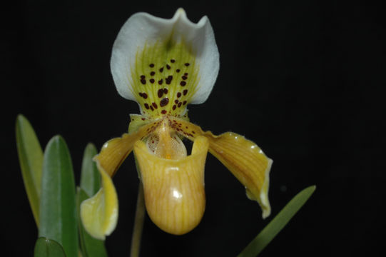 Слика од Paphiopedilum exul (Ridl.) Rolfe