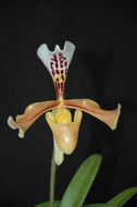 Image de Paphiopedilum gratrixianum Rolfe