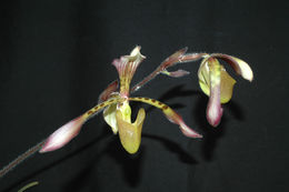 Image de Paphiopedilum haynaldianum (Rchb. fil.) Stein