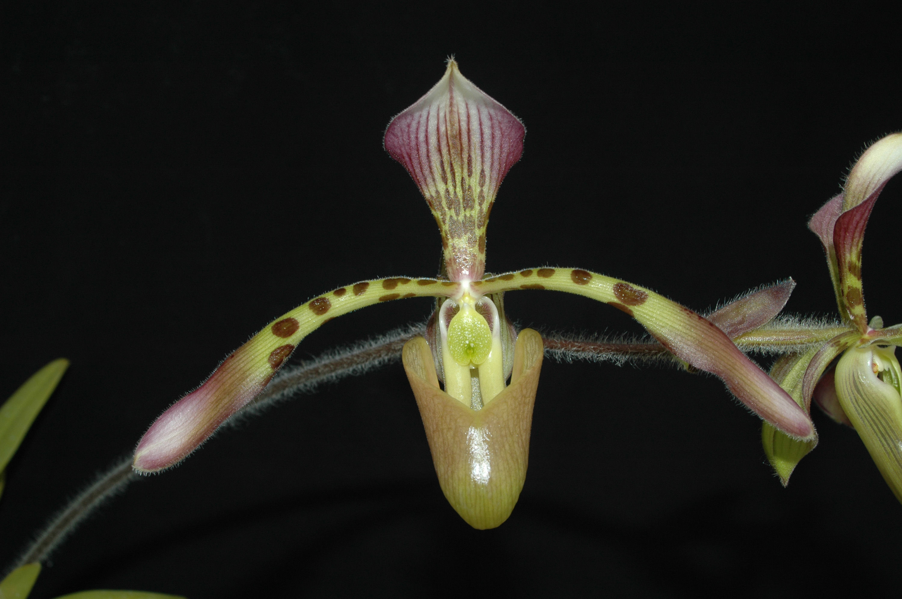 Image de Paphiopedilum haynaldianum (Rchb. fil.) Stein