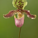 Image of Henry's Paphiopedilum