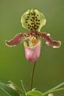 Image de Paphiopedilum henryanum Braem