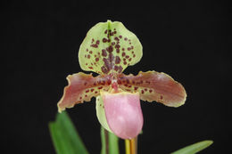 Слика од Paphiopedilum henryanum Braem