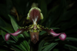 Image de Paphiopedilum hirsutissimum (Lindl. ex Hook.) Stein