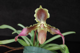 Image de Paphiopedilum hirsutissimum (Lindl. ex Hook.) Stein