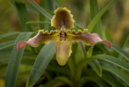 Image de <i>Paphiopedilum esquirolei</i>