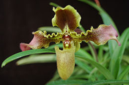 Image of <i>Paphiopedilum esquirolei</i>