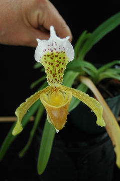 Imagem de Paphiopedilum insigne (Wall. ex Lindl.) Pfitzer