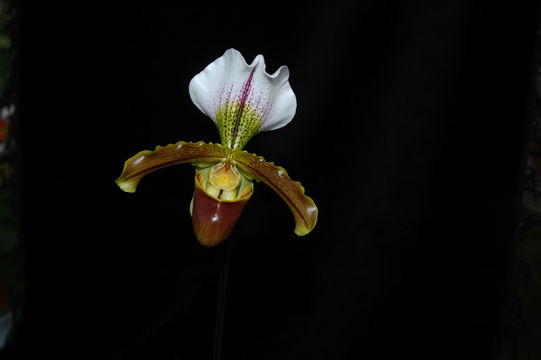 Imagem de Paphiopedilum insigne (Wall. ex Lindl.) Pfitzer