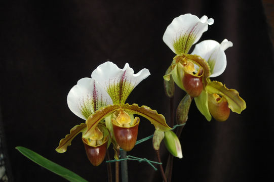 Image of Splendid Paphiopedilum