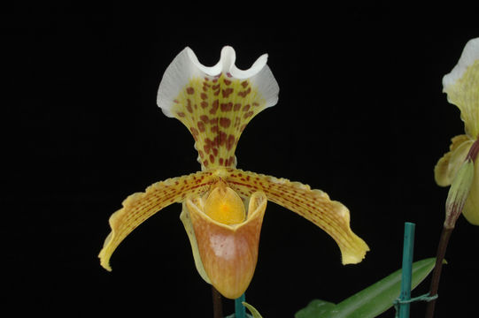 Imagem de Paphiopedilum insigne (Wall. ex Lindl.) Pfitzer