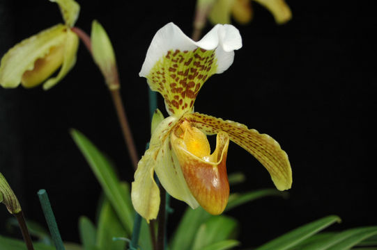 Imagem de Paphiopedilum insigne (Wall. ex Lindl.) Pfitzer