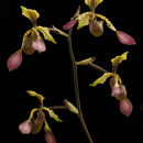 Image de Paphiopedilum lowii (Lindl.) Stein