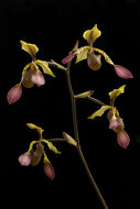 Sivun Paphiopedilum lowii (Lindl.) Stein kuva