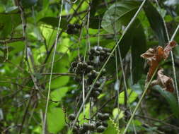 Image of Fishtail Lawyer Cane