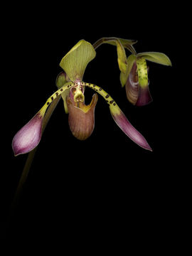 Слика од Paphiopedilum lowii (Lindl.) Stein