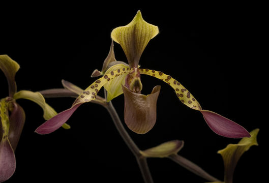 Слика од Paphiopedilum lowii (Lindl.) Stein