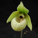 Image of Jade slipper orchid