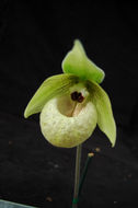 Image of Jade slipper orchid