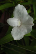 Sivun Paphiopedilum niveum (Rchb. fil.) Stein kuva