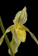 Imagem de Paphiopedilum philippinense (Rchb. fil.) Stein