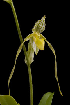 Imagem de Paphiopedilum philippinense (Rchb. fil.) Stein