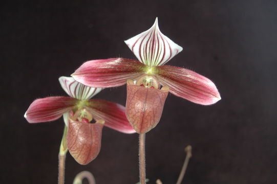 Sivun Paphiopedilum purpuratum (Lindl.) Stein kuva