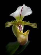 Image de Paphiopedilum spicerianum (Rchb. fil.) Pfitzer