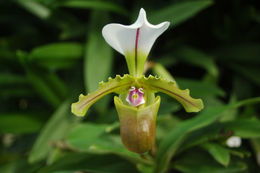 Image de Paphiopedilum spicerianum (Rchb. fil.) Pfitzer