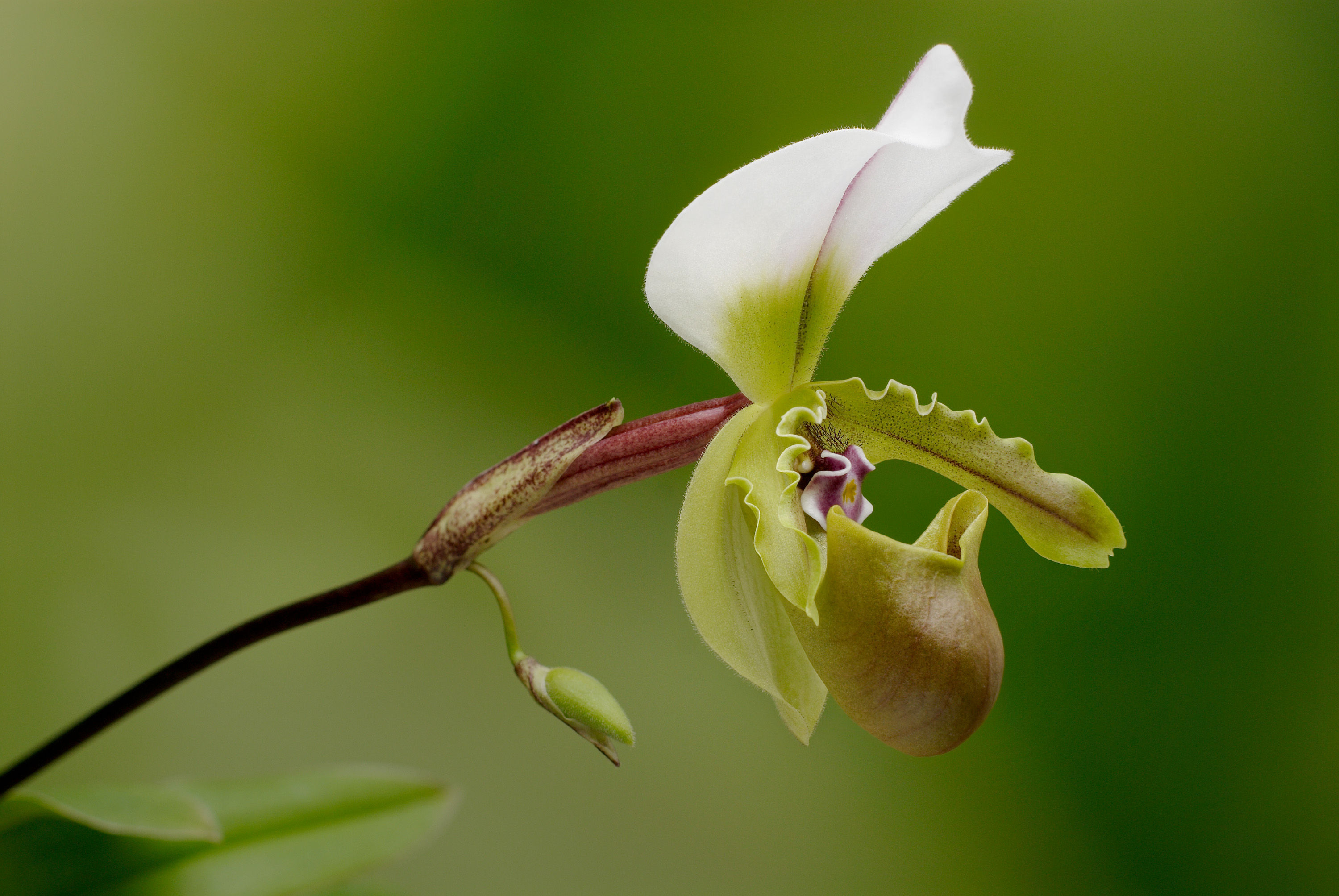 Image de Paphiopedilum spicerianum (Rchb. fil.) Pfitzer