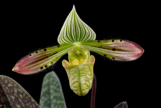 Image de Paphiopedilum venustum (Wall. ex Sims) Pfitzer